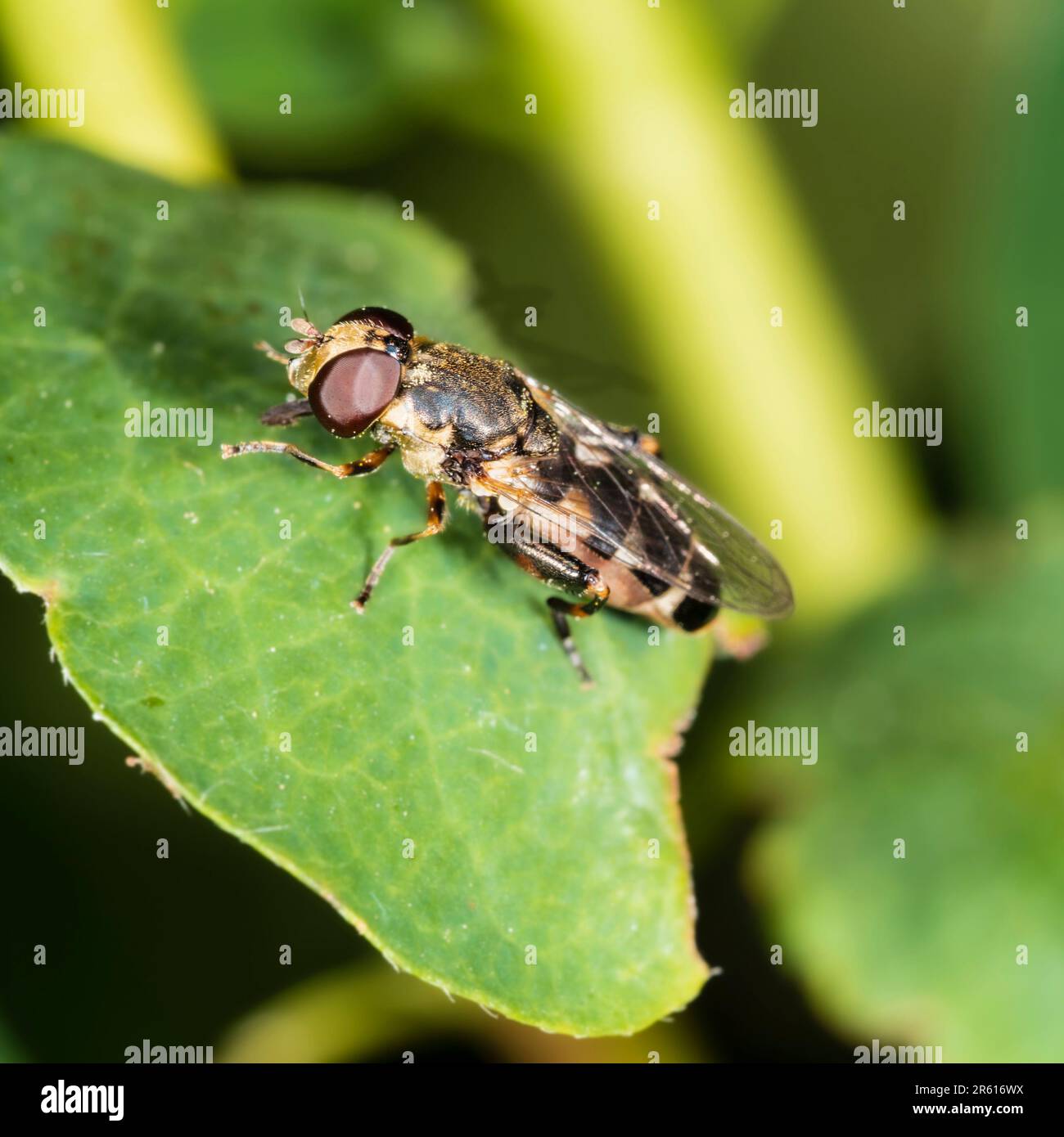 Donna adulta hoverfly a zampe spesse, Syritta pipiens, fauna selvatica del Regno Unito e visitatore del giardino Foto Stock