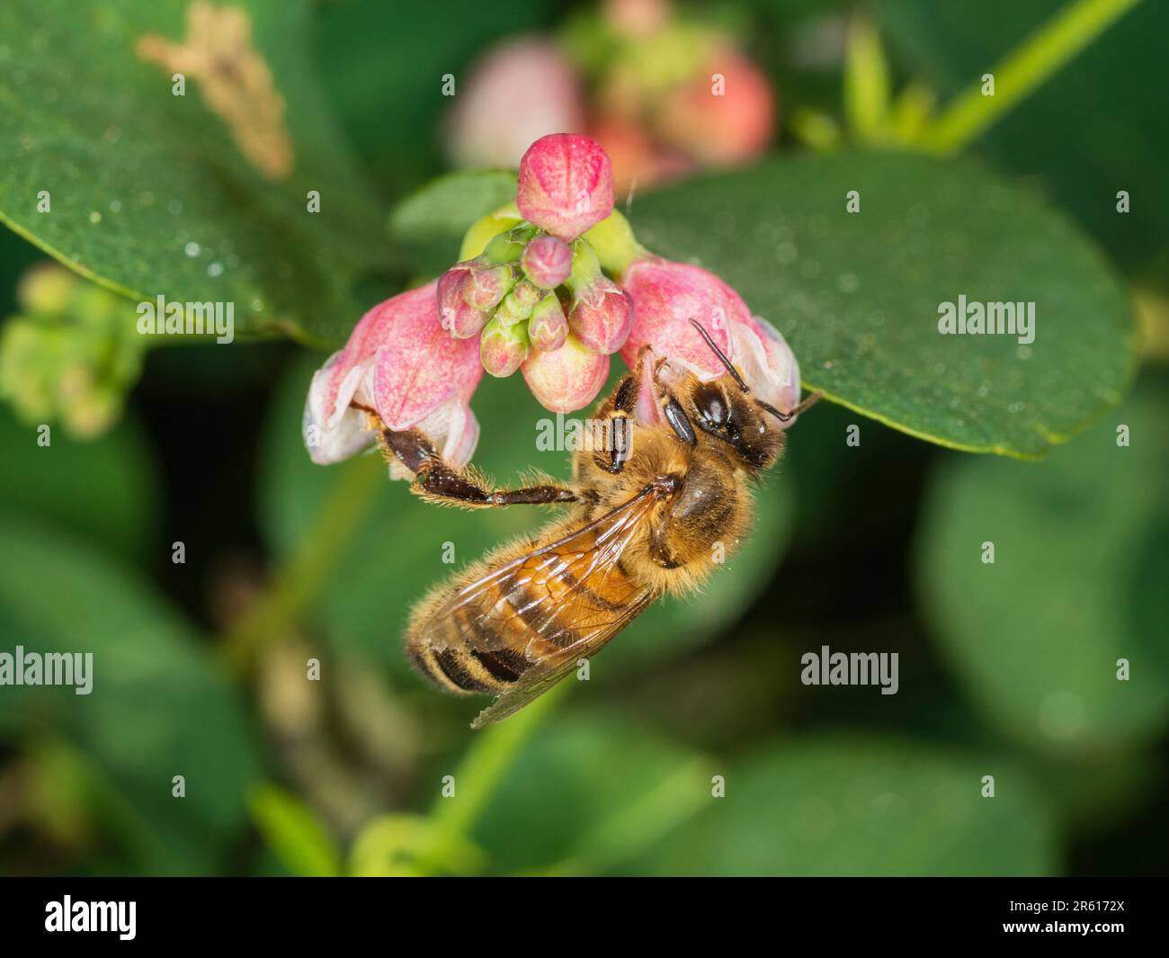 Honeybee, Apis mellifera, nutrirsi dei fiori primoricissimi dell'arbusto di bacca di neve, Symphoricarpos albus Foto Stock