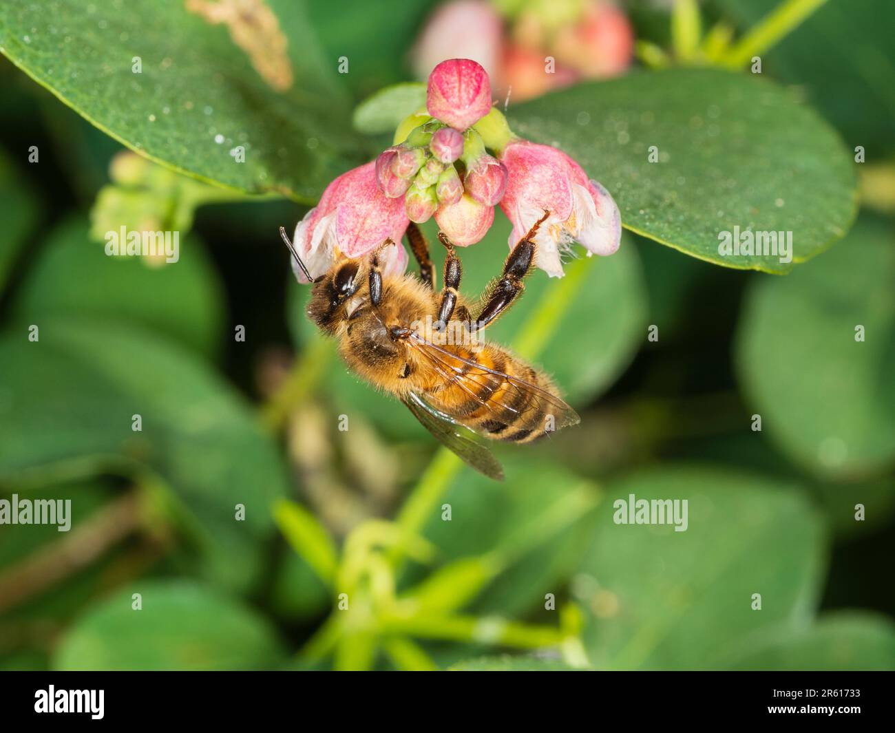 Honeybee, Apis mellifera, nutrirsi dei fiori primoricissimi dell'arbusto di bacca di neve, Symphoricarpos albus Foto Stock