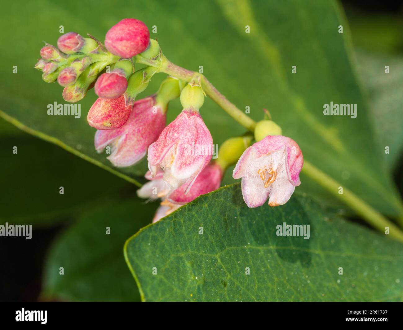 Primi fiori rosa e bianchi dell'arbusto deciduo di bacca di neve, Symphoricarpos albus Foto Stock