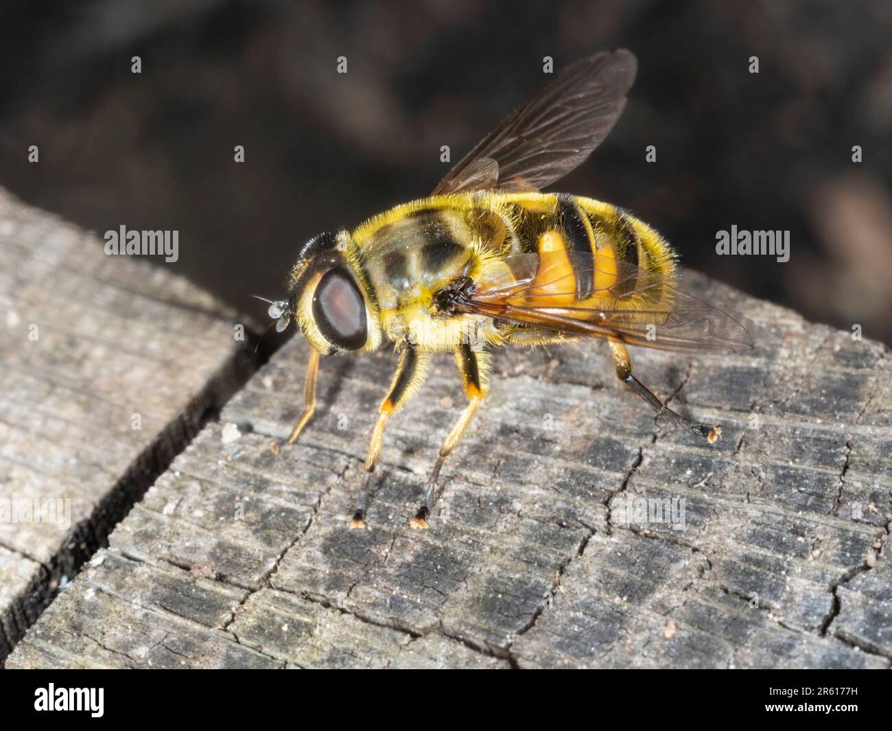 Adulto maschio hoverfly, Myathropa florea, un nativo del Regno Unito e visitatore giardino Foto Stock