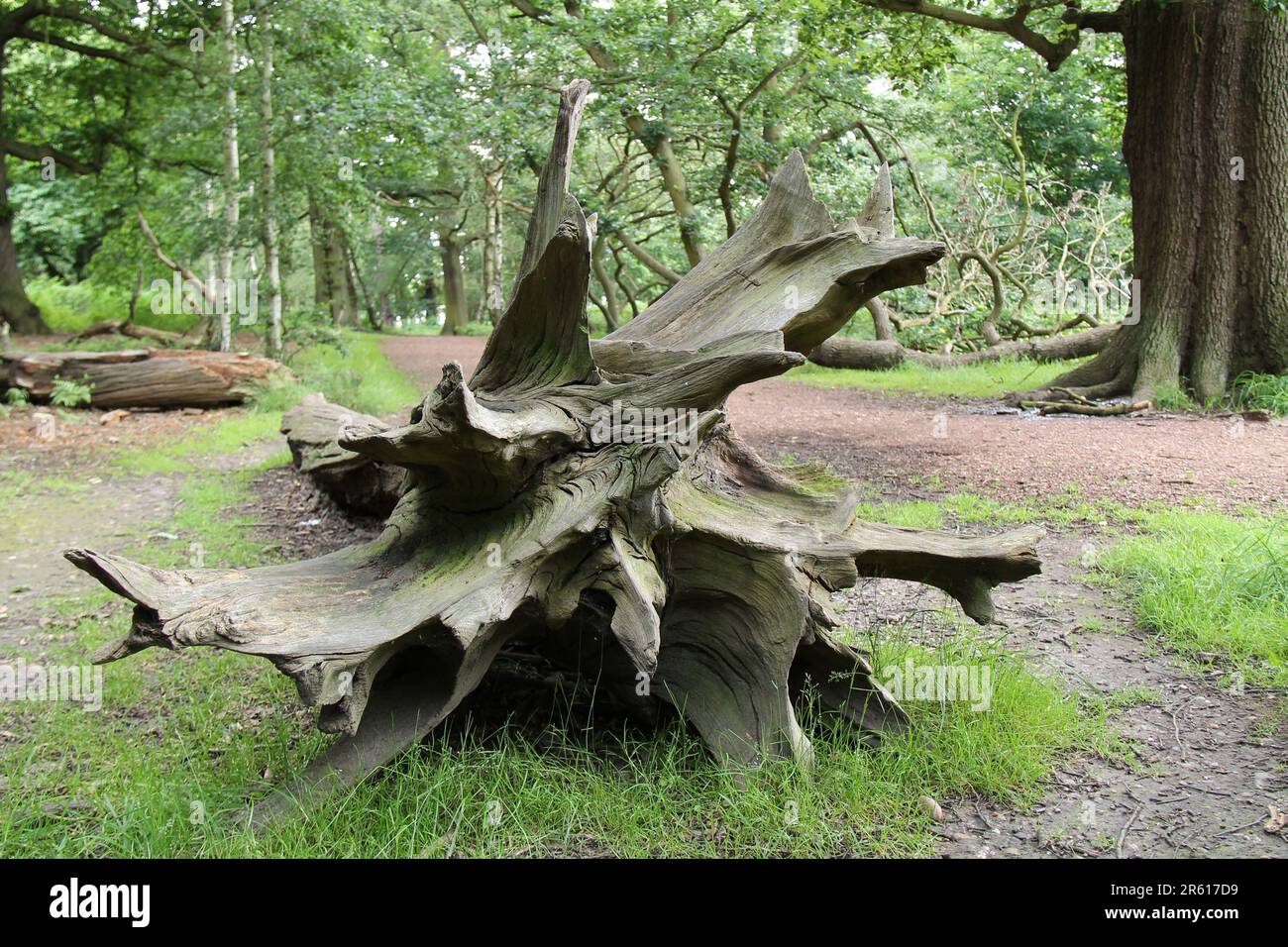 La forma strana di un albero caduto morto. Foto Stock