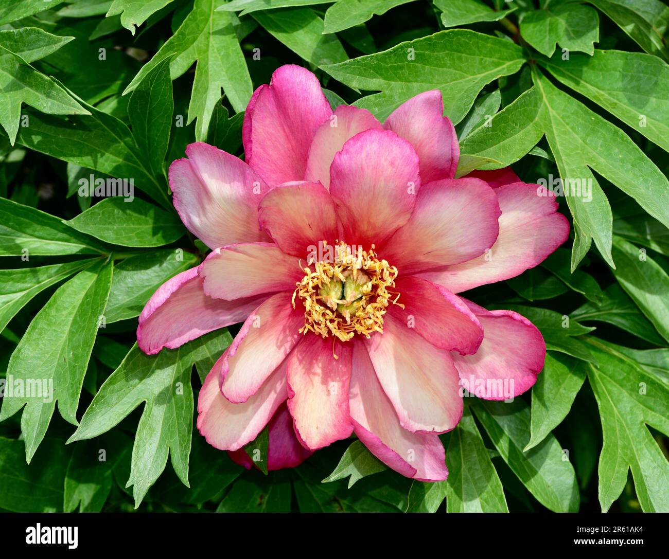 Un vivace fiore di peonia rosa con grandi petali in giardino Foto Stock