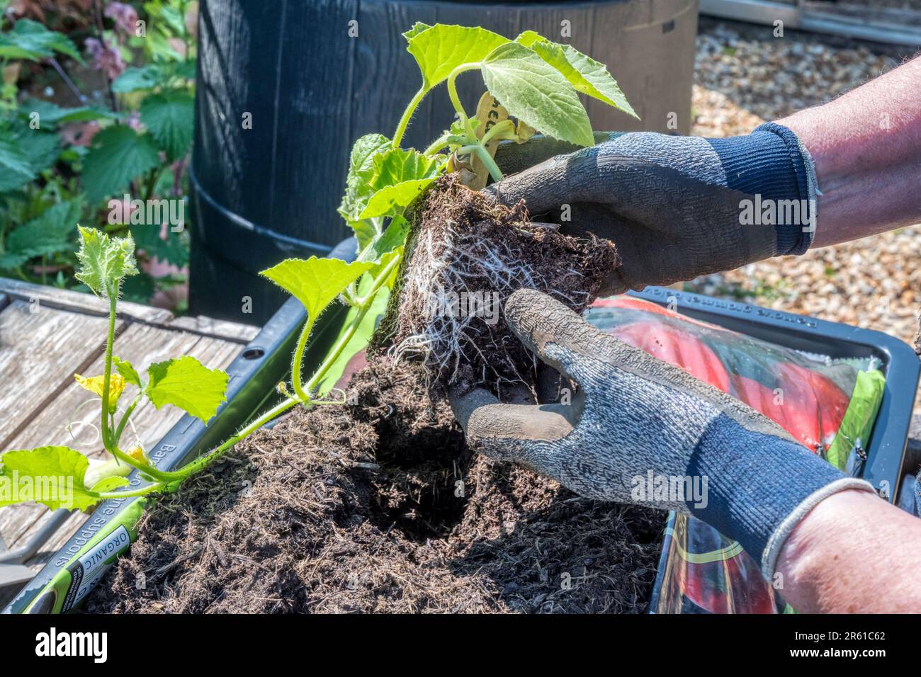 Donna che piantano un melone Emir F1 in un sacchetto di crescita pronto per andare nella sua serra. Foto Stock