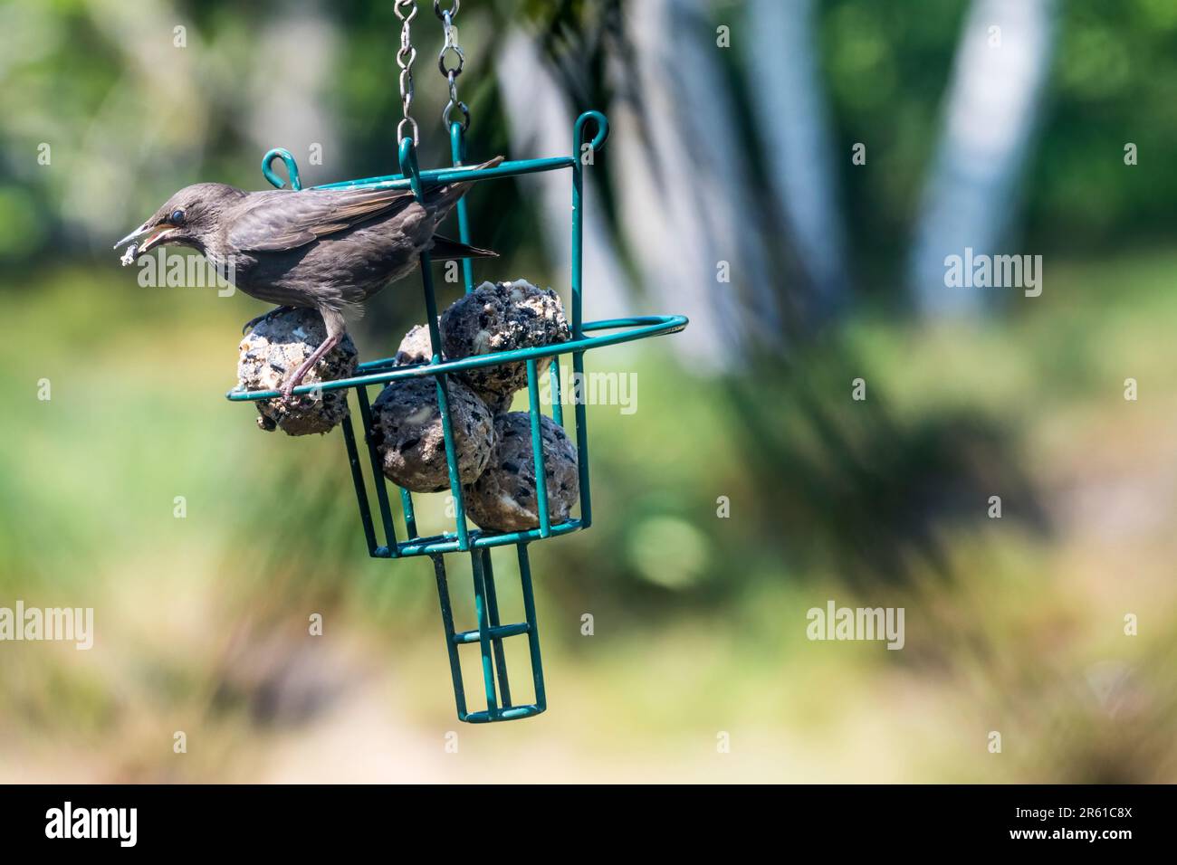 Starling giovanile, Sturnus vulgaris, su un alimentatore di uccelli da giardino. Foto Stock