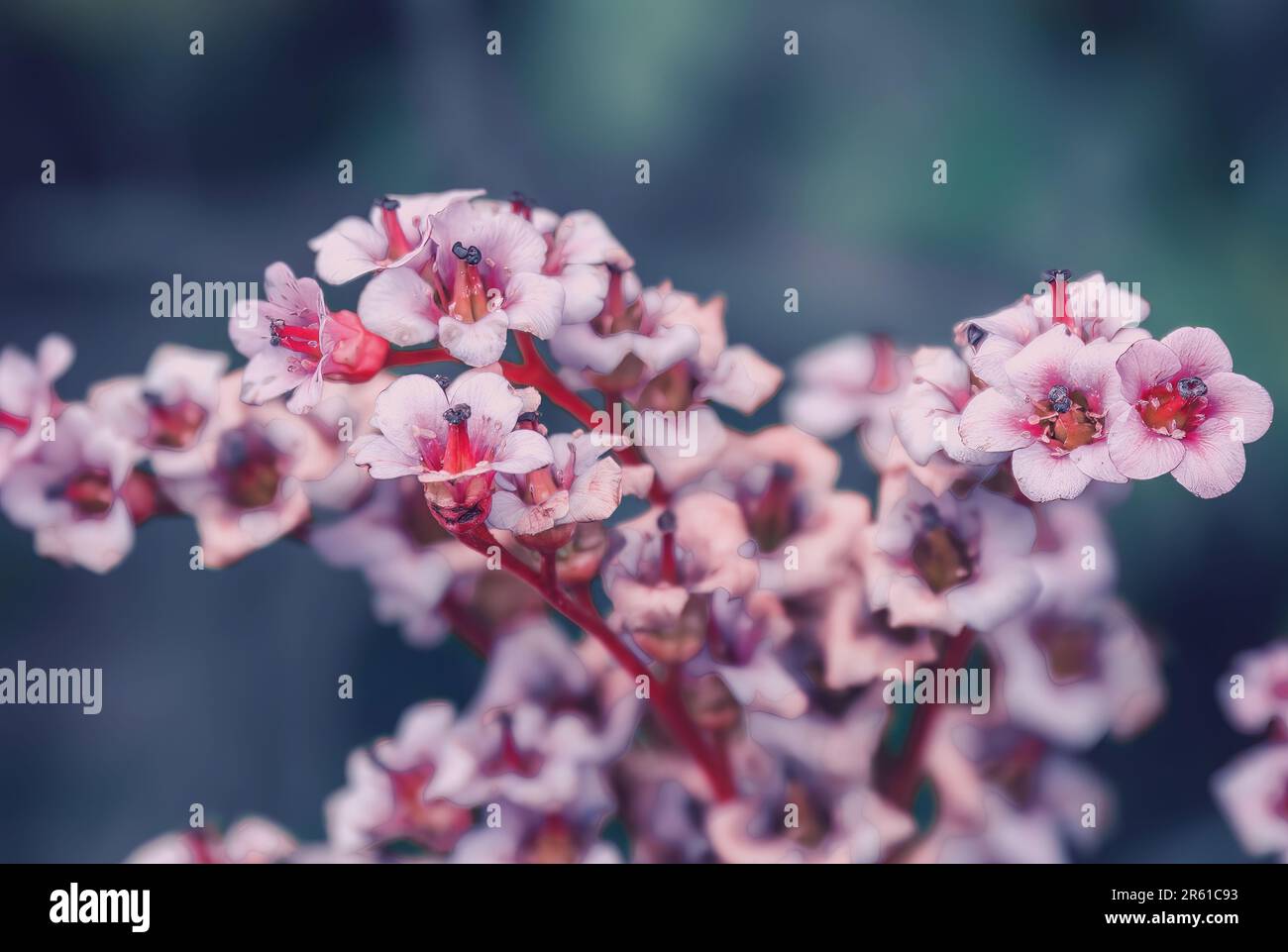 Un mazzo di bei fiori rosa su uno sfondo sfocato. Bergenia crassifolia. Foto Stock