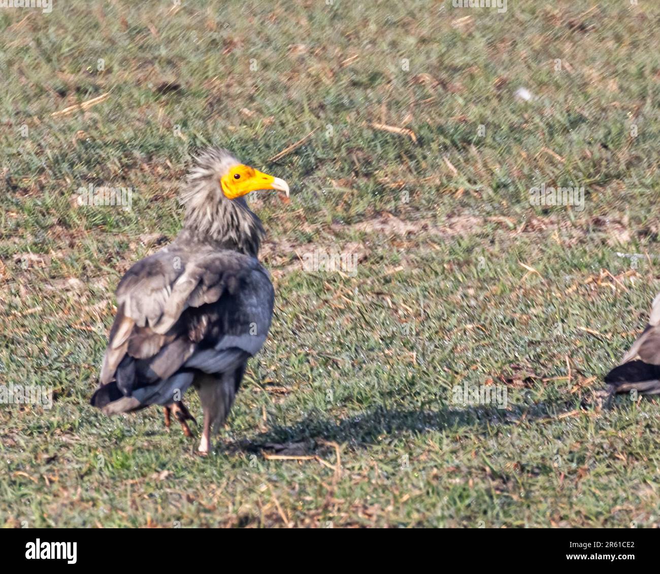 Un uccello avvoltoio arroccato in un campo erboso lecci Foto Stock