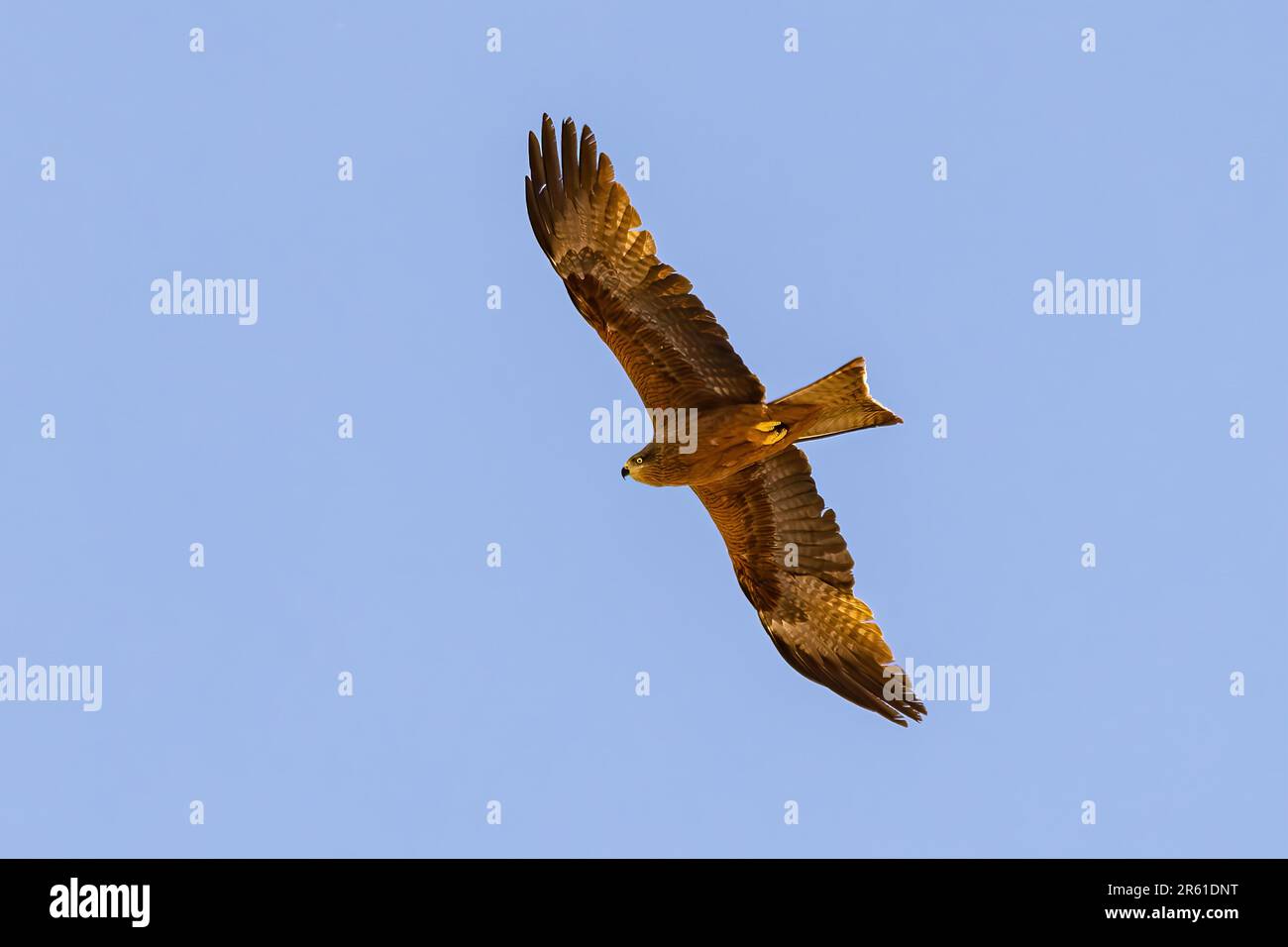 Un giovane aquilone nero (Milvus migrans) in volo. È un rapace di media taglia della famiglia Accipitridae Foto Stock