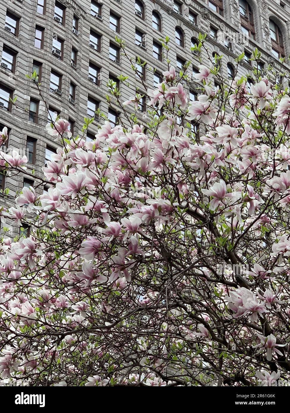 Un albero di magnolia fiorisce di fronte allo storico Flatiron Building a New York City Foto Stock
