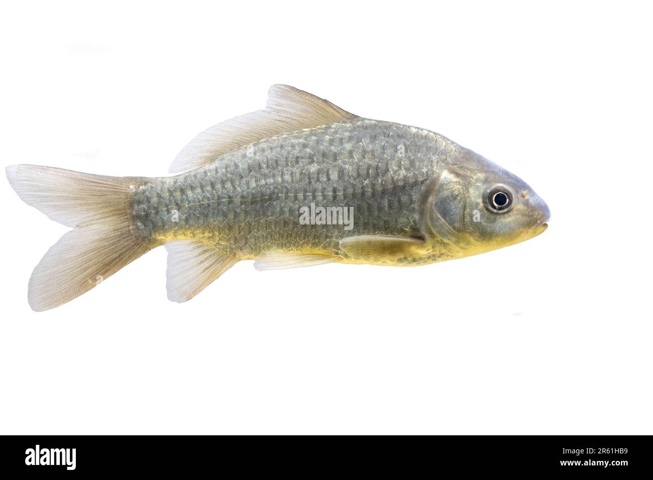 Carpa x Goldfish ibrido Foto Stock