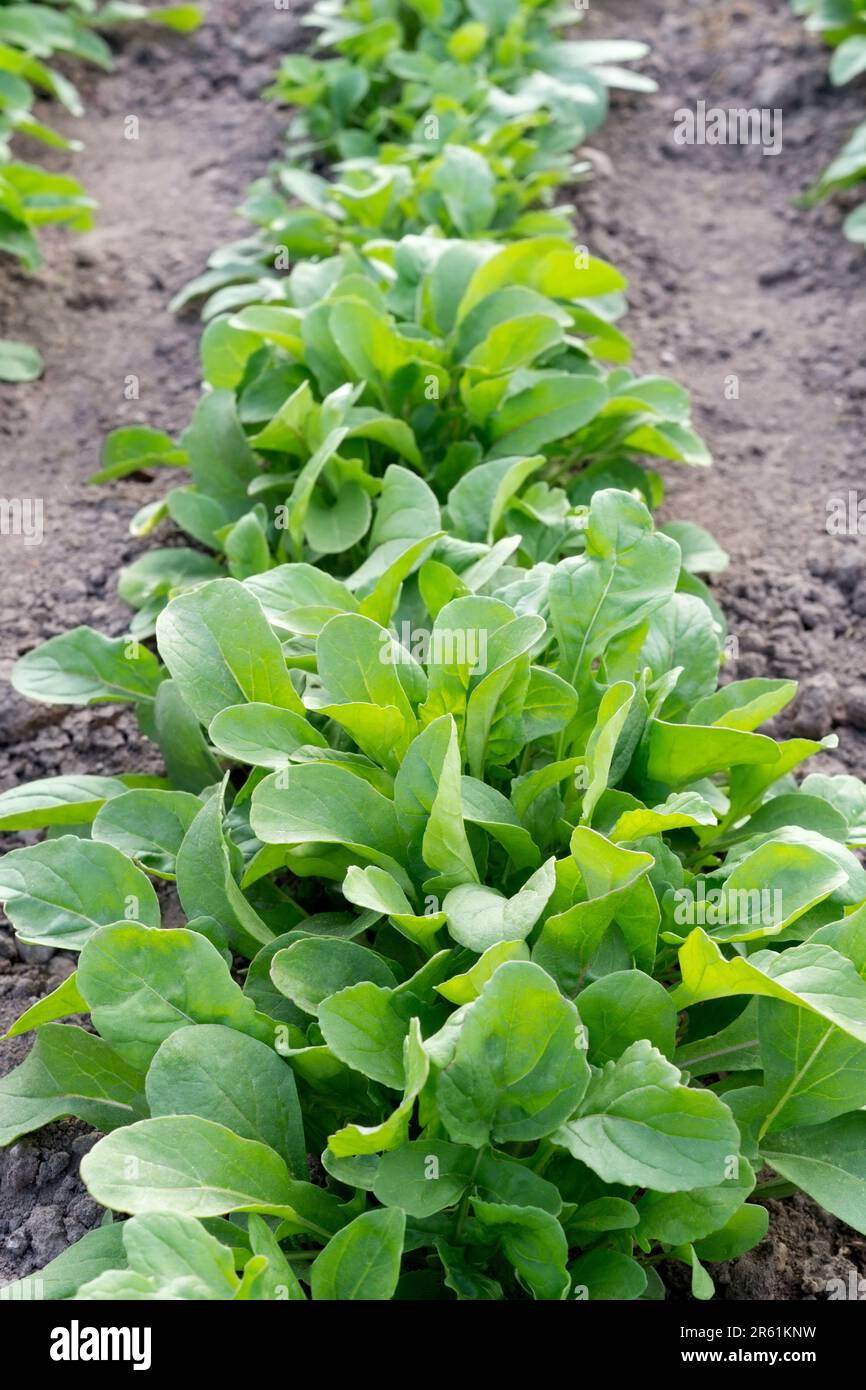 Giovani foglie verdi di rucola pianta di rucola sul letto del giardino. Coltivazione componente insalata biologica, agricoltura domestica, coltivazione biologica. Foto Stock
