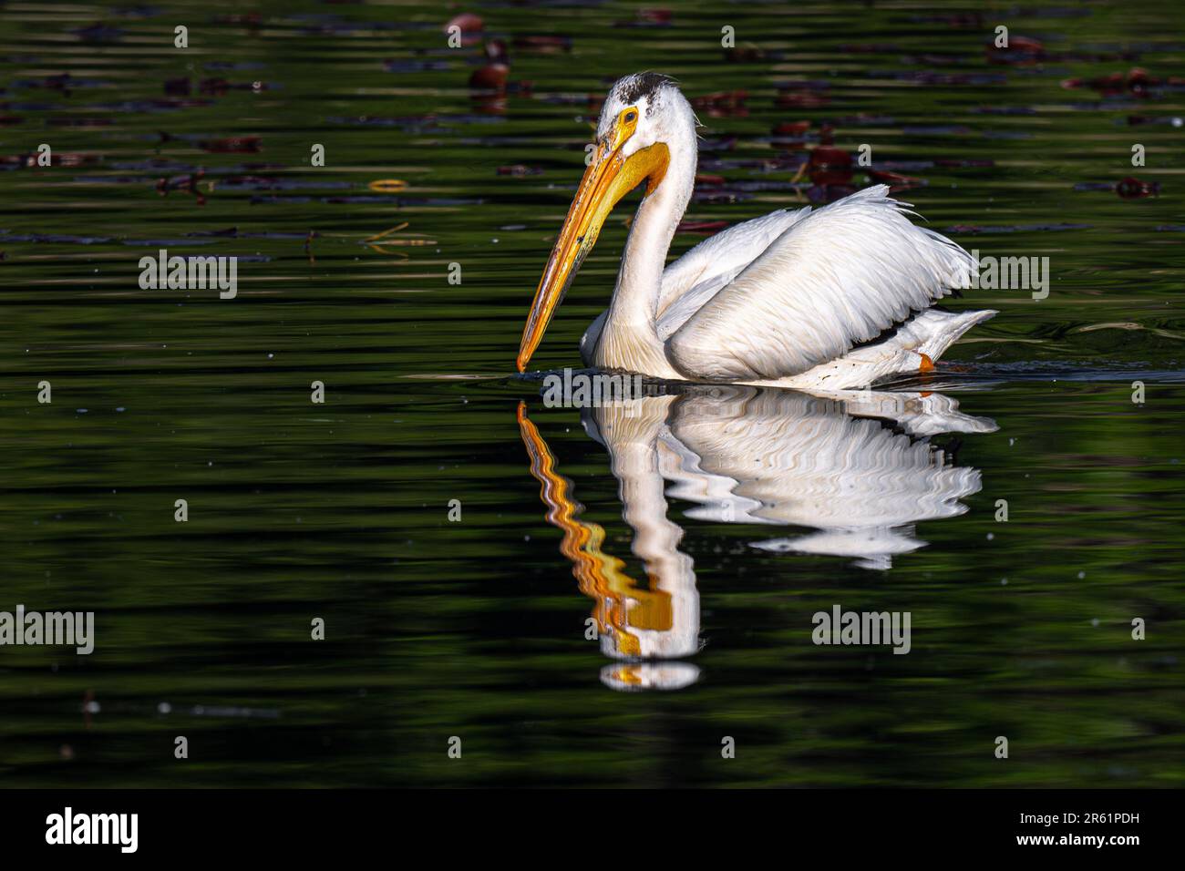 Pelican bianco americano (Pelecanus erythrorhynchos) in primavera Foto Stock