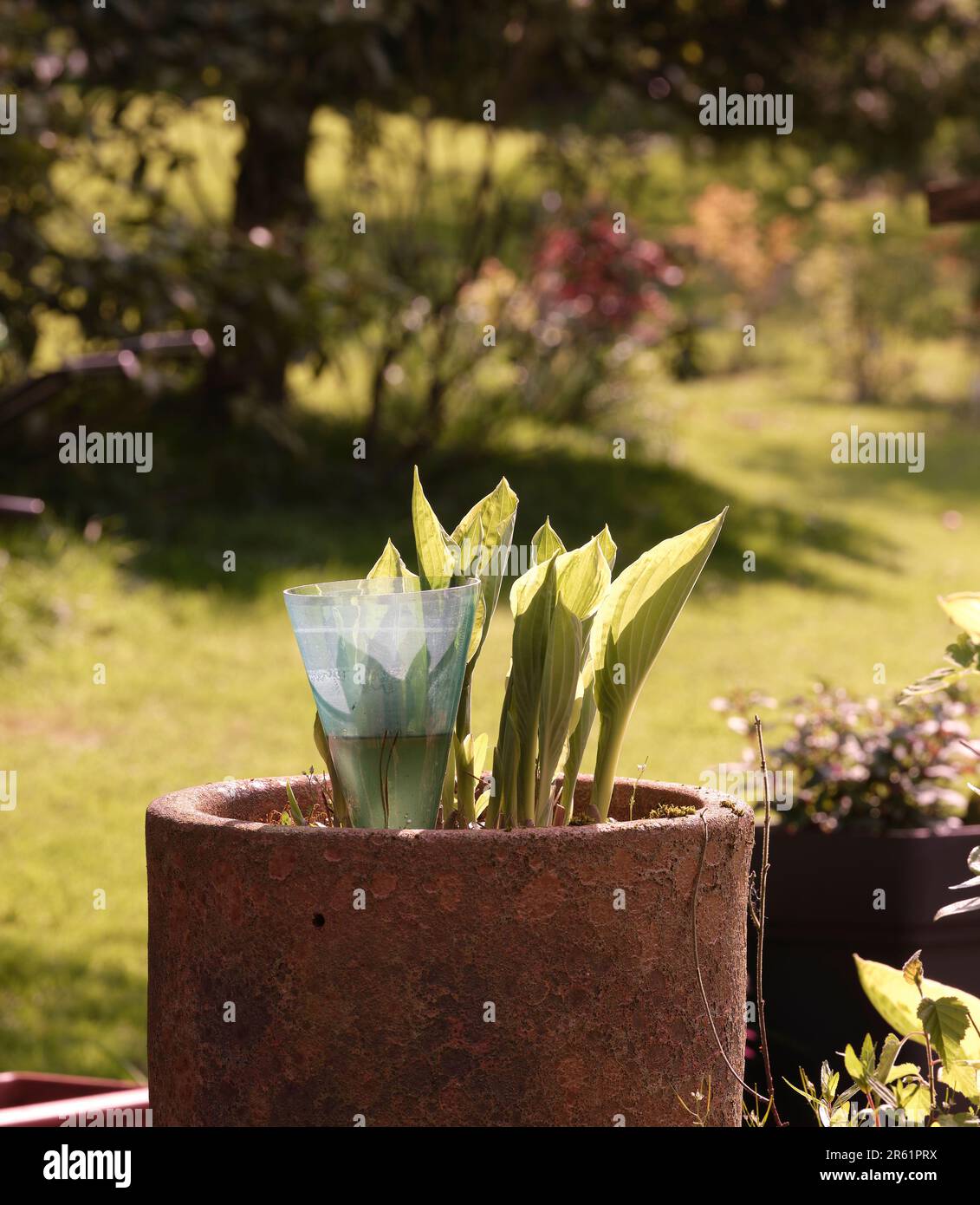 Un giorno di primavera luminoso e soleggiato nel maggio 2023 e una Hosta in vaso inizia a prosperare in un giardino di brughiera del North Yorkshire Foto Stock