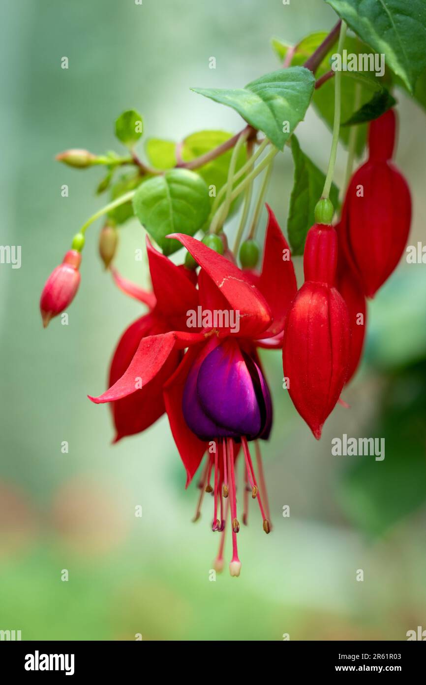 Un primo piano verticale di fiori di fucsia rossa che fioriscono in un giardino Foto Stock