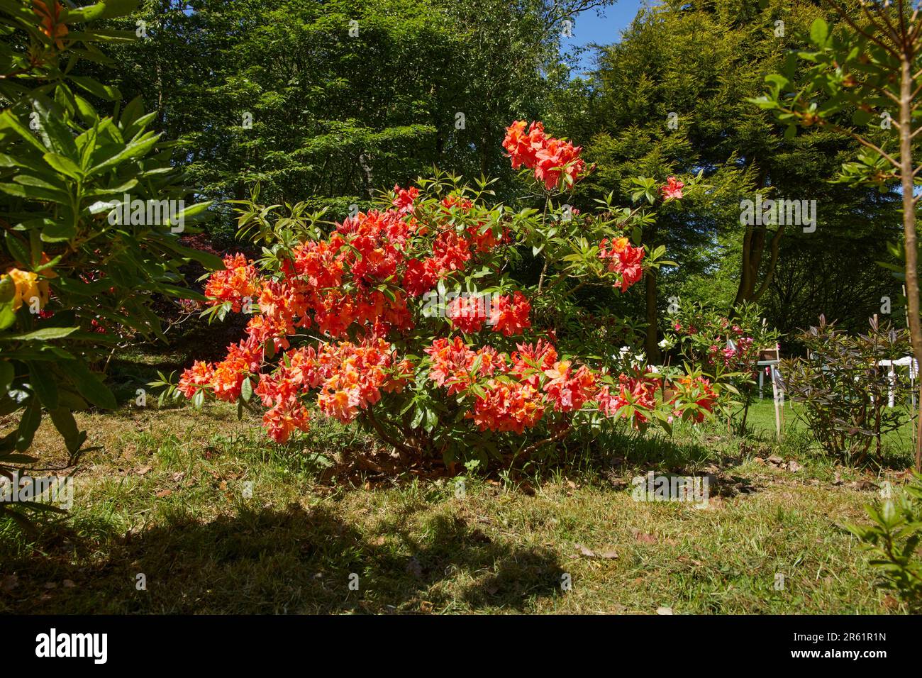 Giugno e decidua Azalea in fiore in piccolo giardino a 900ft. Foto Stock