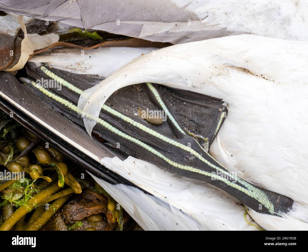 Un Gannet settentrionale morto, Morus bassanus, sulla spiaggia vicino a Vamble, Northumberland, Regno Unito, molto probabilmente ucciso dall'influenza aviaria, come ha devastato il Gannet p Foto Stock