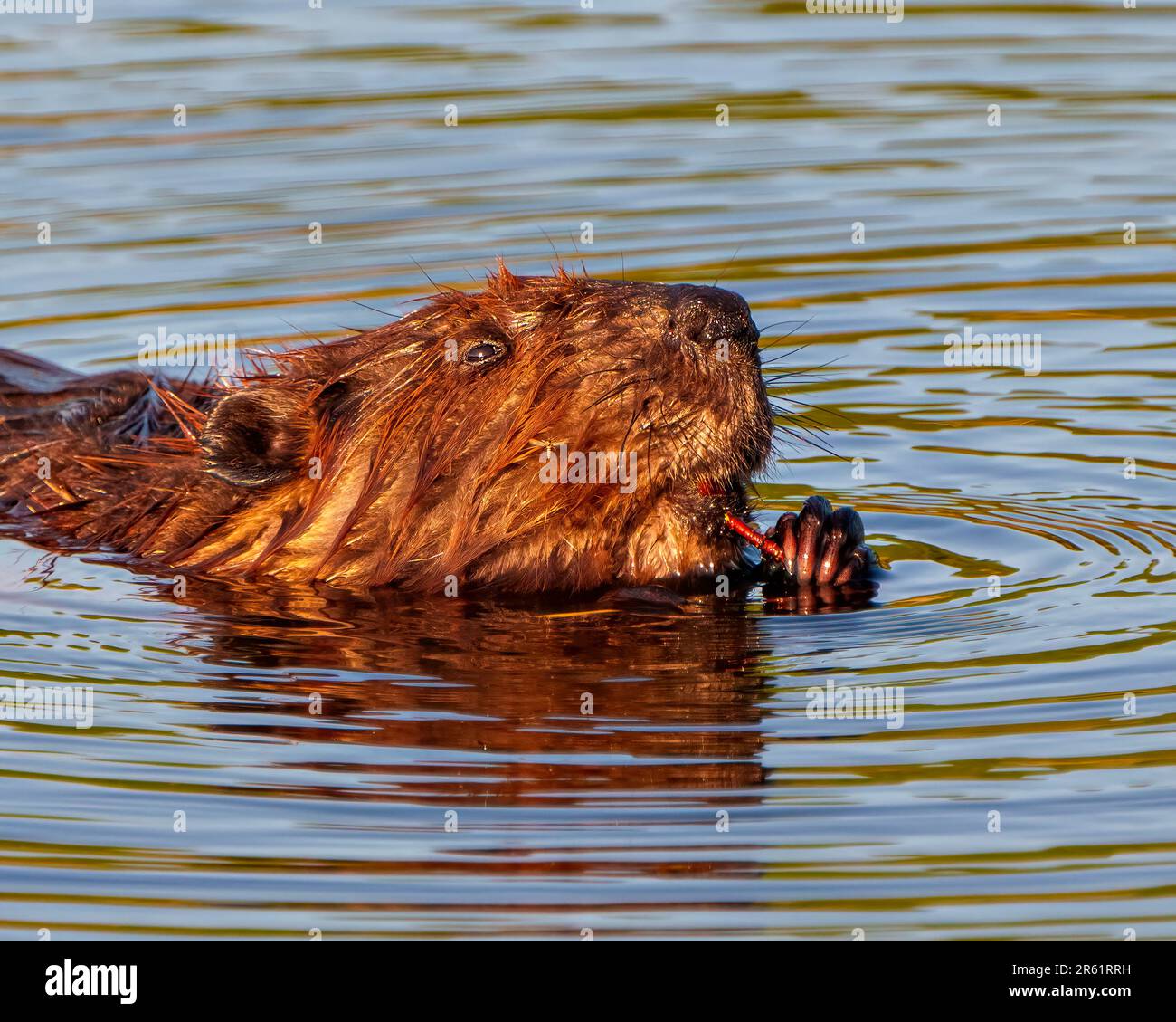 Vista laterale da vicino della testa di Beaver mangiare in un lago e godersi il suo ambiente e habitat circostante con un fondo d'acqua sfocato. Colpo di testa. Foto Stock