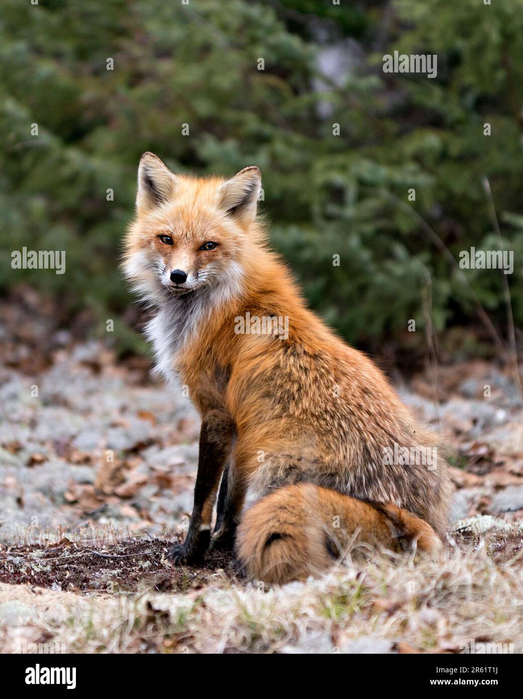 Volpe rossa seduta su bianco muschio uno sfondo verde nella stagione primaverile che mostra la coda di volpe, pelliccia, nel suo ambiente e habitat. Immagine Fox. Foto Stock