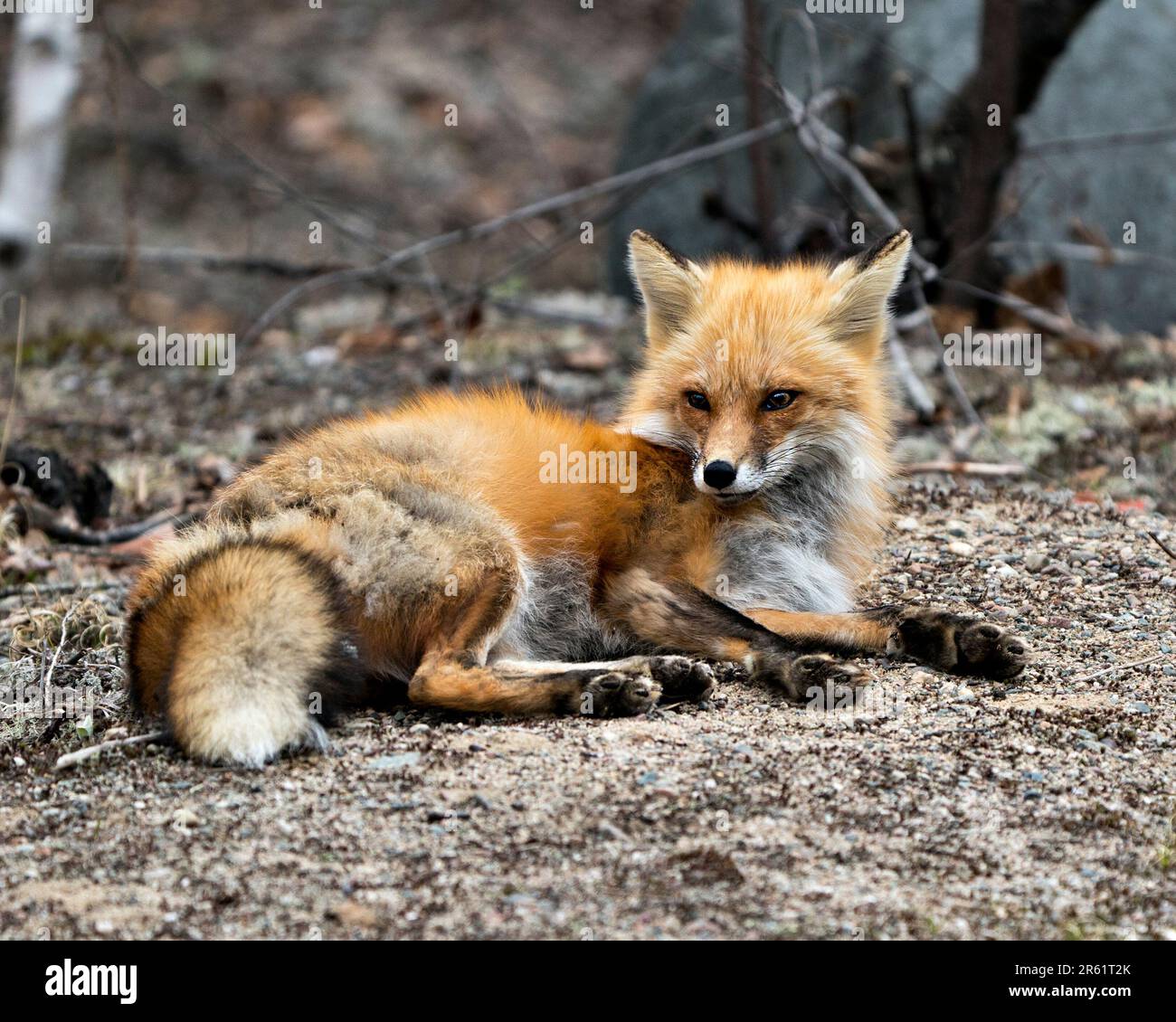 Primo piano della volpe rossa che si riposa in primavera visualizzando la coda della volpe, la pelliccia, nel suo ambiente e habitat con uno sfondo sfocato. Immagine Fox. Immagine. Foto Stock