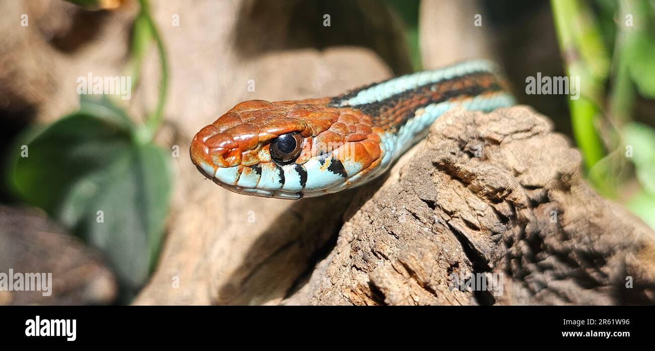 Un primo piano di un serpente appollaiato su un tronco. Foto Stock
