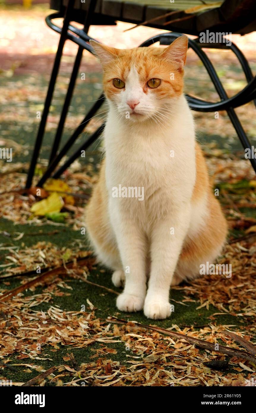 Ritratto di un gatto bianco e rosso bianco con gli occhi di nocciola seduto all'aperto e guardando avanti intensamente Foto Stock