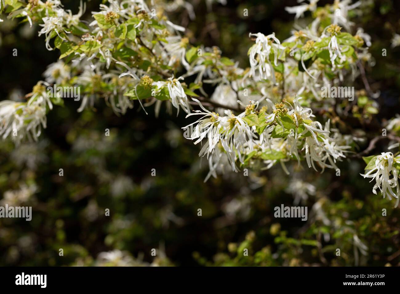 Primo piano dei sottili petali bianchi filiformi della focalizzazione selettiva Loropetalum chinense Foto Stock