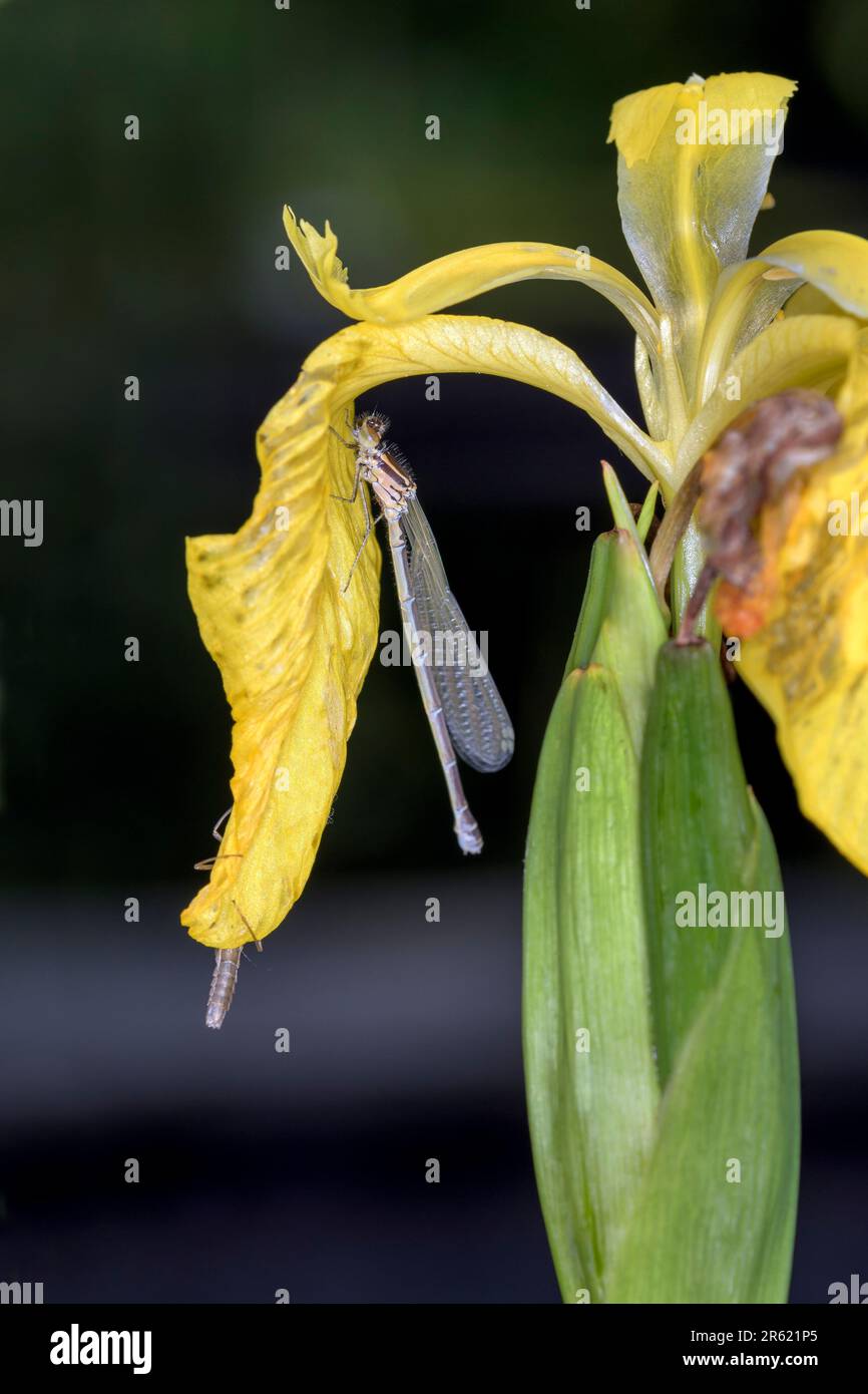 Donna appena emersa dell'Azure Damselfly - Coenagrion puella - on Iris pseudacorus - la bandiera gialla, l'iride gialla o la bandiera dell'acqua Foto Stock