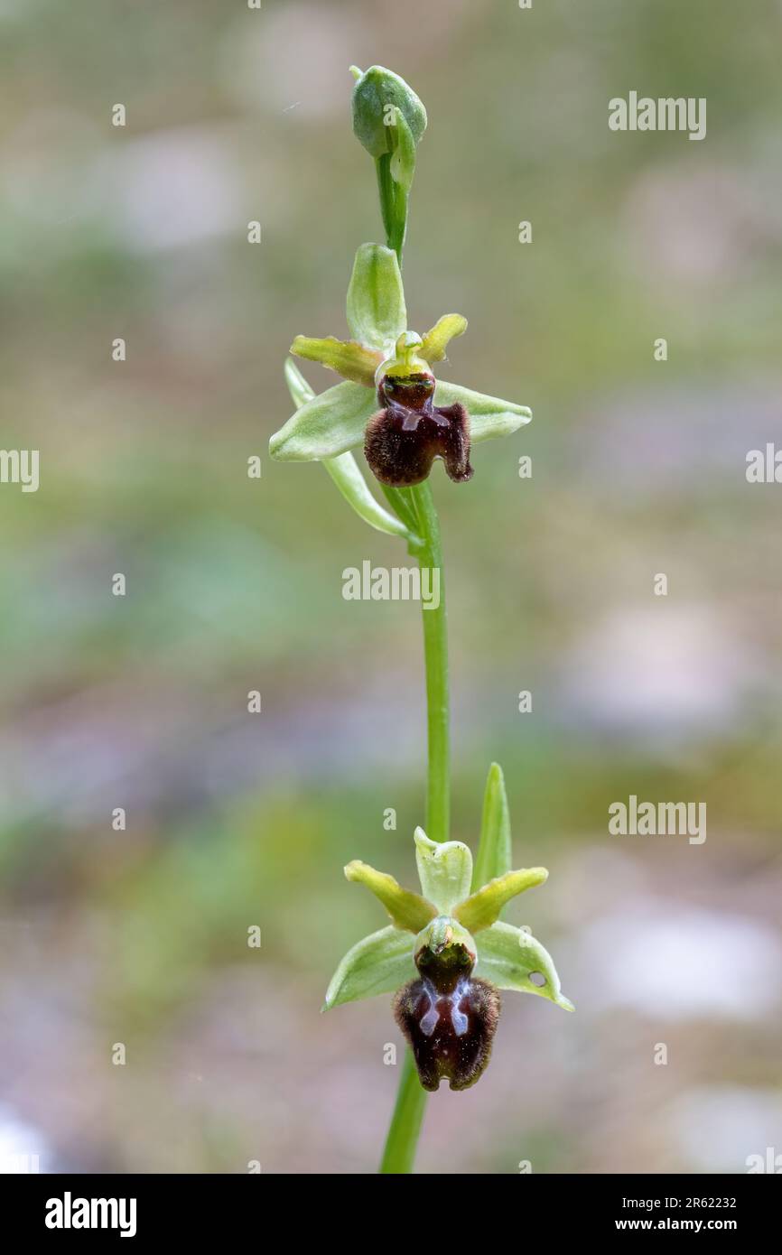 Orchidea primorchidea (Ophrys sphegodes) fiore selvatico in Umbria, Italia, Europa Foto Stock
