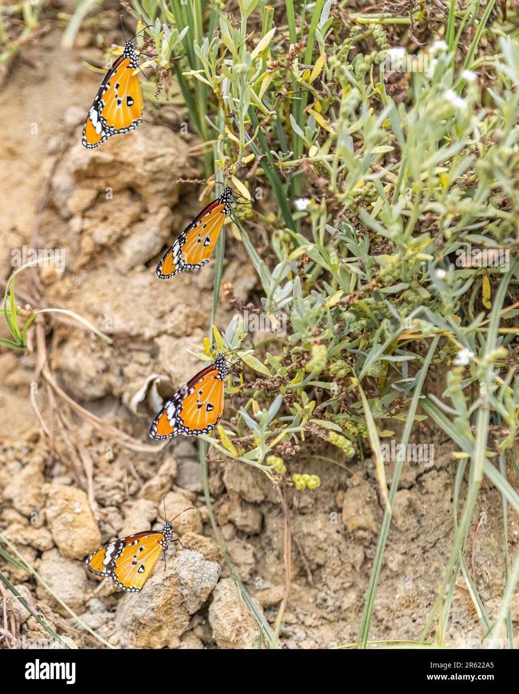 Una serie di farfalle sono scagliate sul terreno di un paesaggio roccioso, i loro colori vibranti attirano l'attenzione sulla bellezza della natura Foto Stock