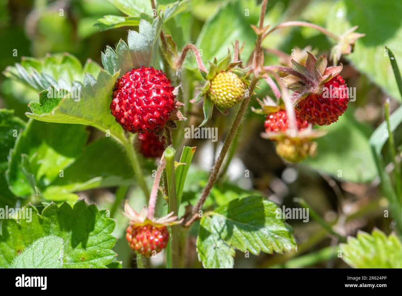 Pianta di fragole selvatiche Fragaria vesca con piccole bacche rosse mature, Inghilterra, Regno Unito Foto Stock