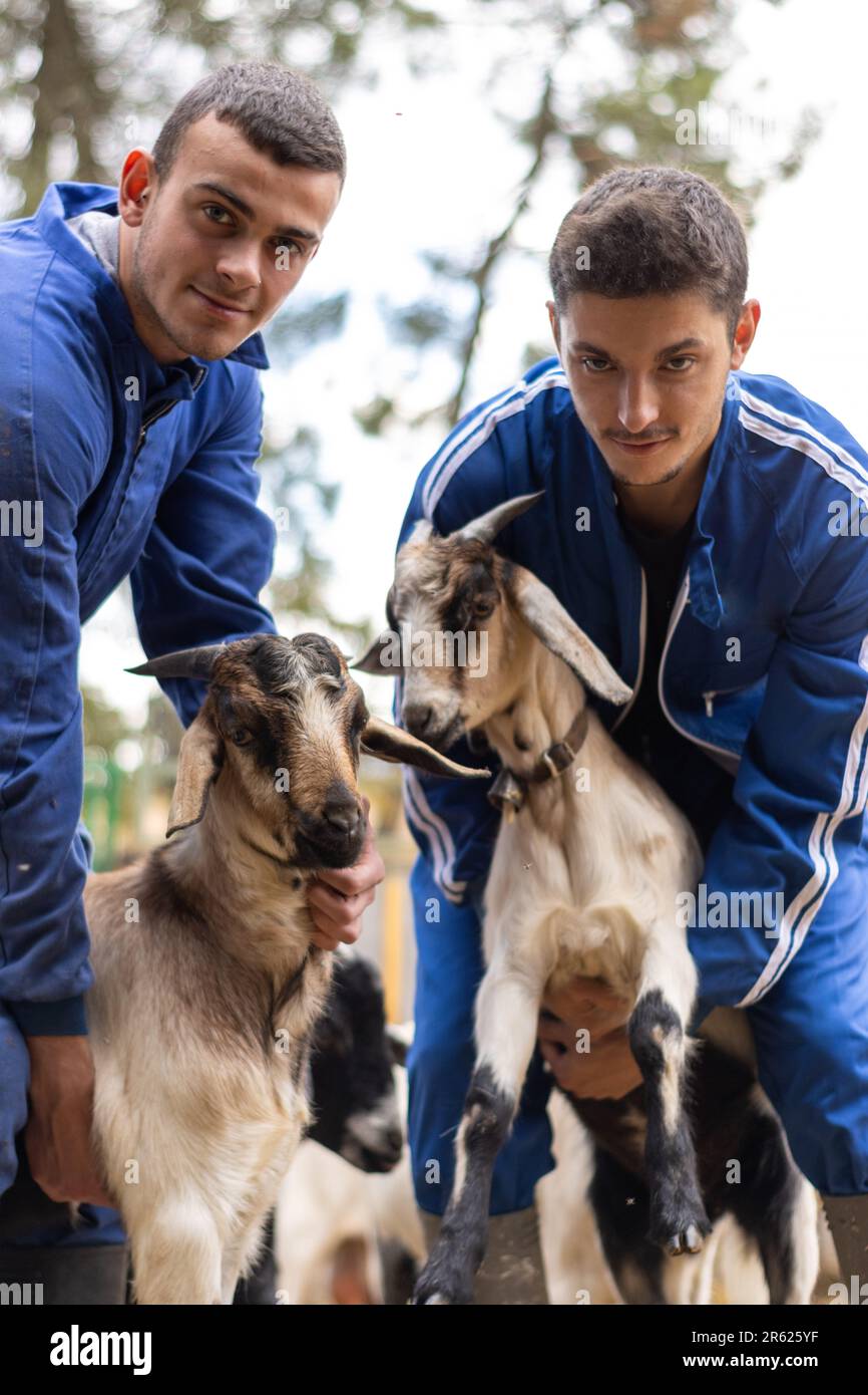 Tre uomini che interagiscono con capre addomesticate in un ambiente esterno Foto Stock
