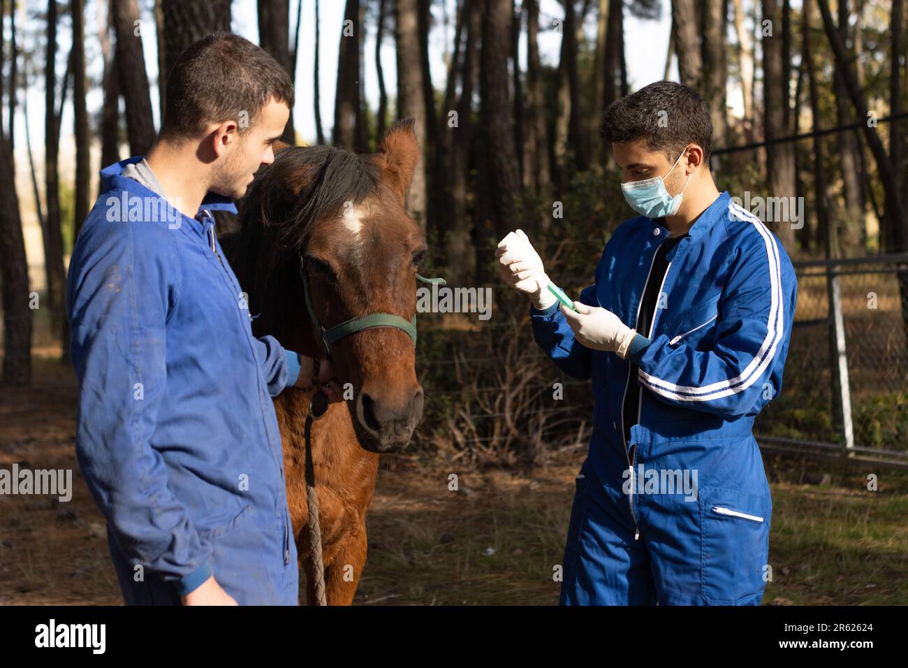 Due giovani equestri che indossano un equipaggiamento protettivo controllano la museruola di un equino marrone in un ambiente rurale Foto Stock