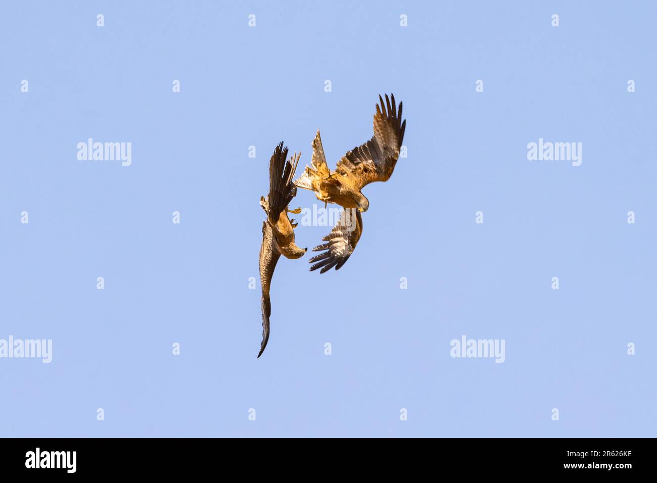 Un aquilone nero (Milvus migrans) e un aquilone rosso (Milvus milvus) che combattono in volo per il territorio Foto Stock
