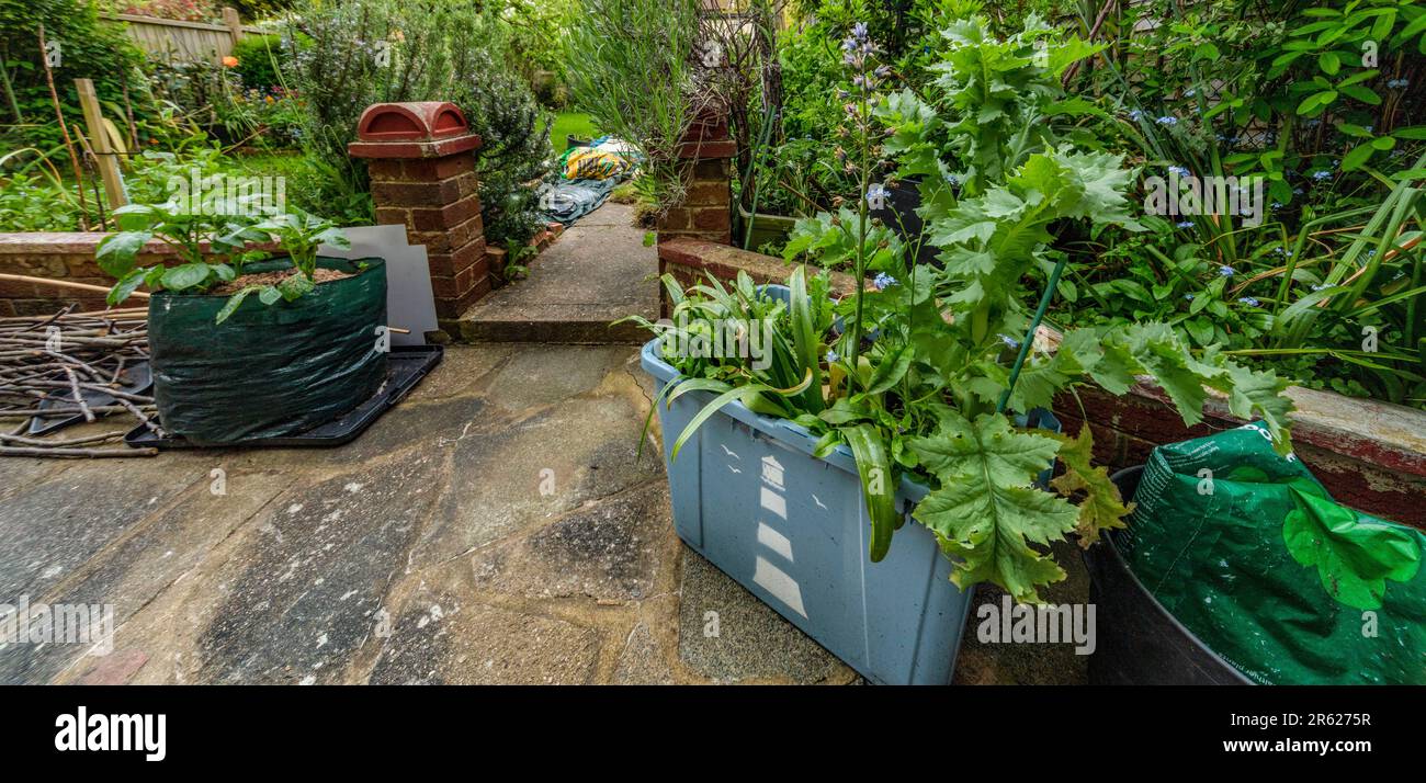 Vasche di plastica che vengono utilizzate come piantatrici di giardini, con piante, in un giardino urbano residenziale Foto Stock