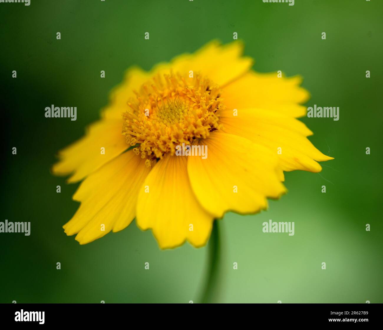 Primo piano di un singolo fiore giallo di Coreopsis (semi di solaio, calliopsis). Foto Stock