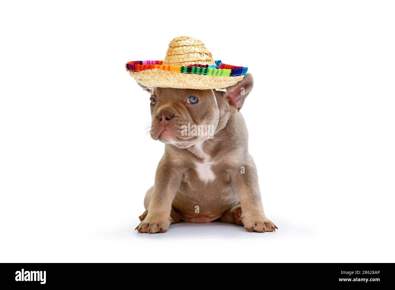 Cucciolo di cane Bulldog francese con cappello sombrero di paglia estivo su sfondo bianco Foto Stock