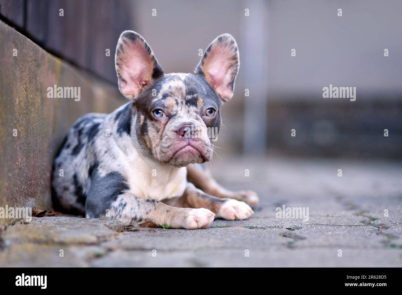 Giovane blu merle tan cane Bulldog francese Foto Stock