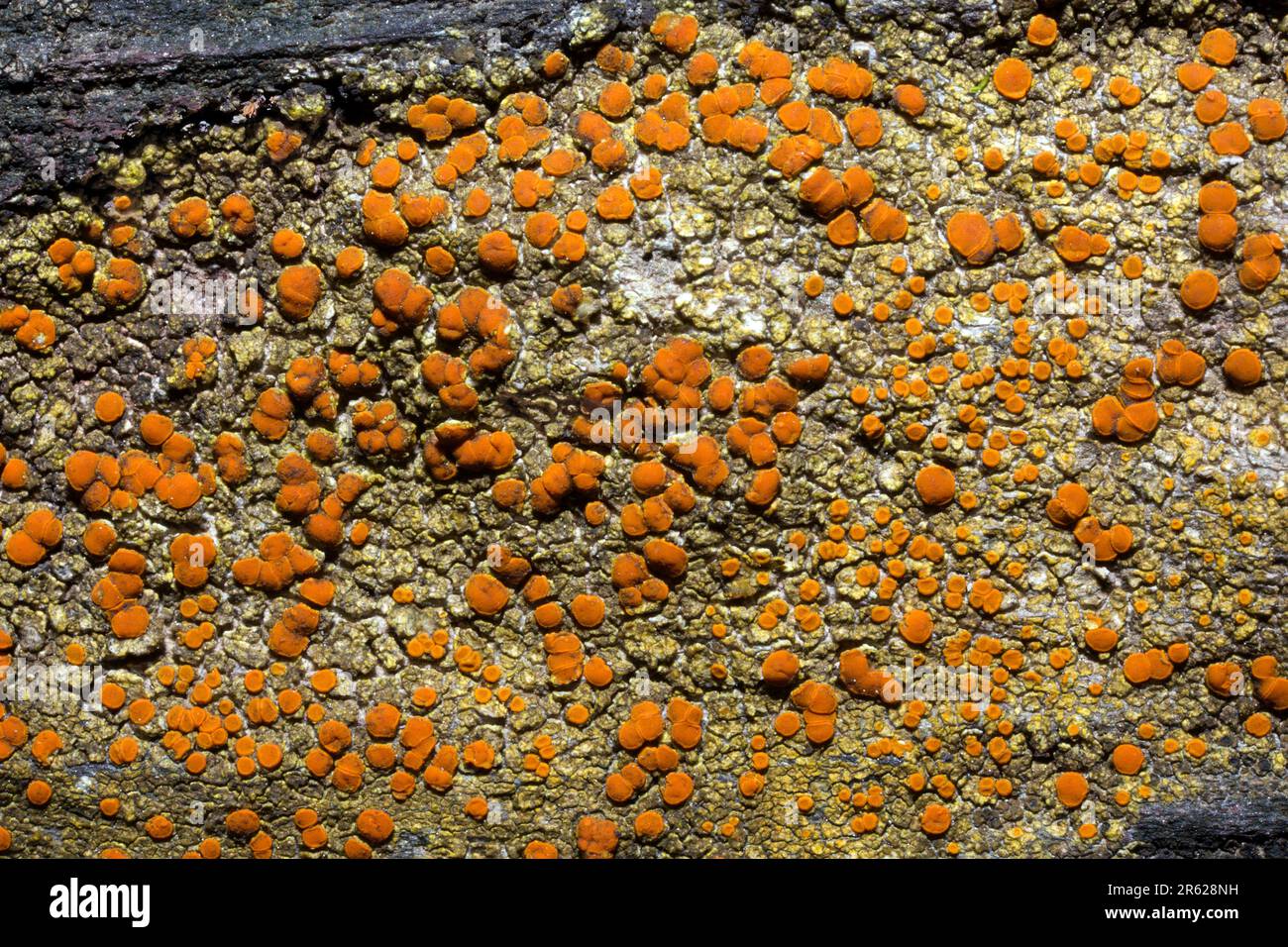 Caloplaca flavovirescens è un lichen crusoso spesso trovato su substrati artificiali e rocce calcaree. Si verifica in tutto l'emisfero N. Foto Stock