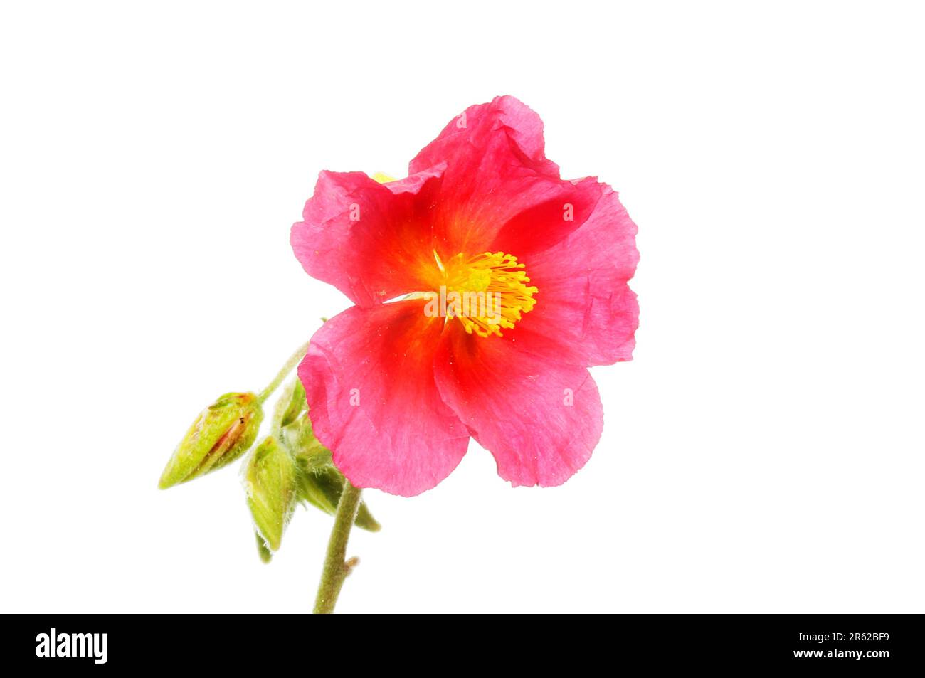 Fiore di rosa di roccia comune e germogli isoati contro il bianco Foto Stock