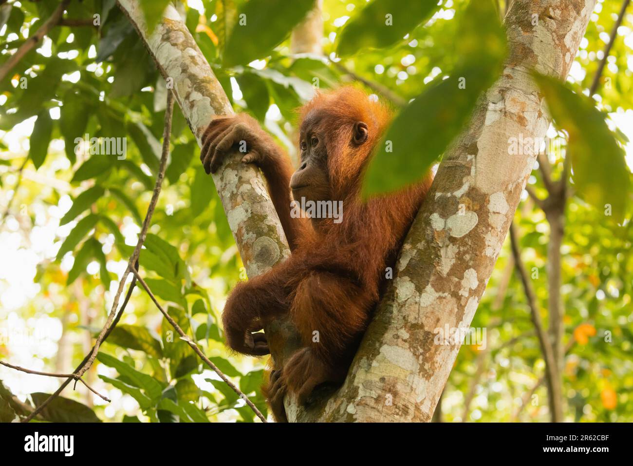 Un giovane orangutano di Sumatran siede in cima ad uno degli alberi nella foresta pluviale dove vive. La specie, Pongo abelii, è attualmente criticamente minacciata. Foto Stock