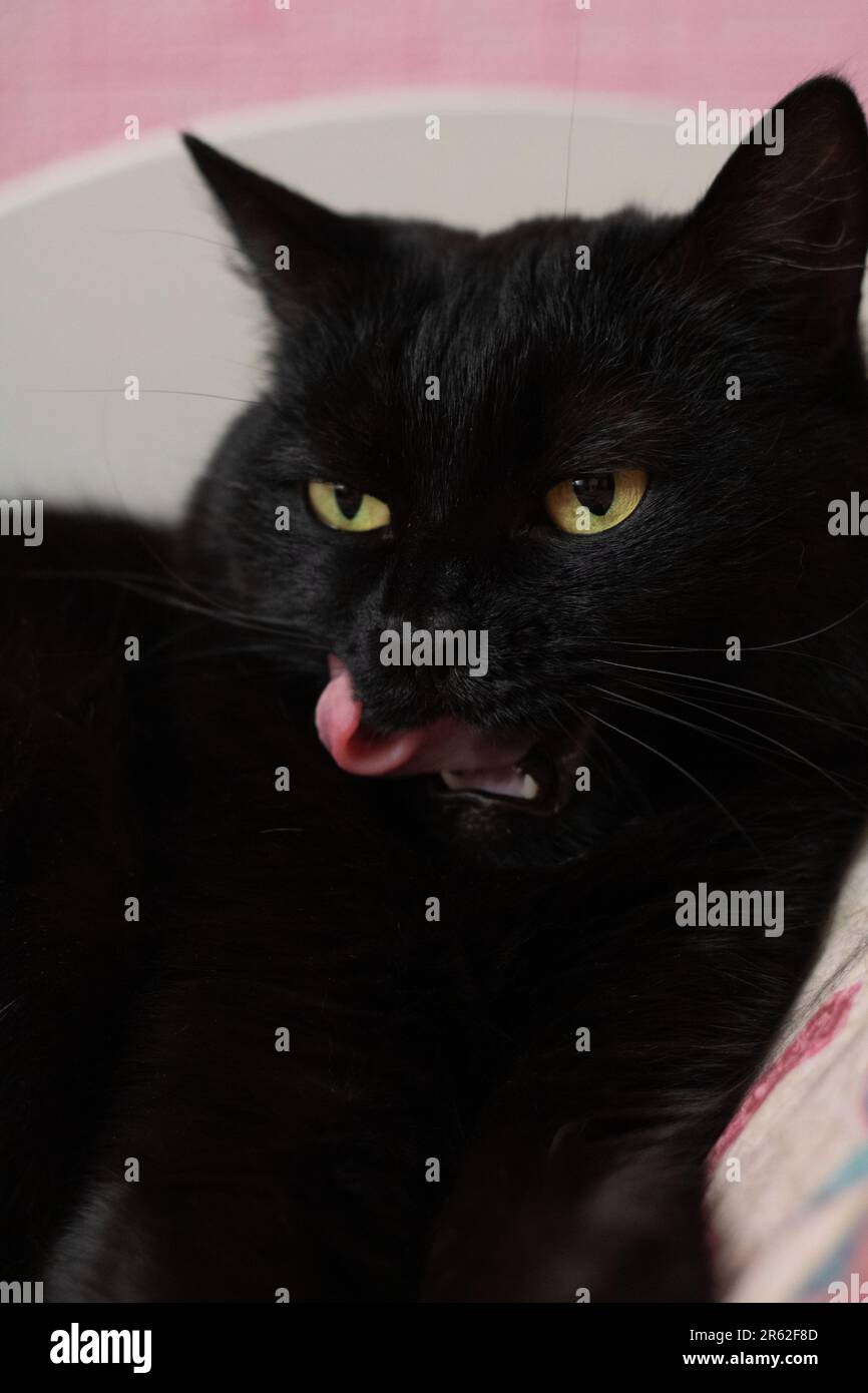 foto di un gatto nero sdraiato e guardando lateralmente da vicino Foto Stock
