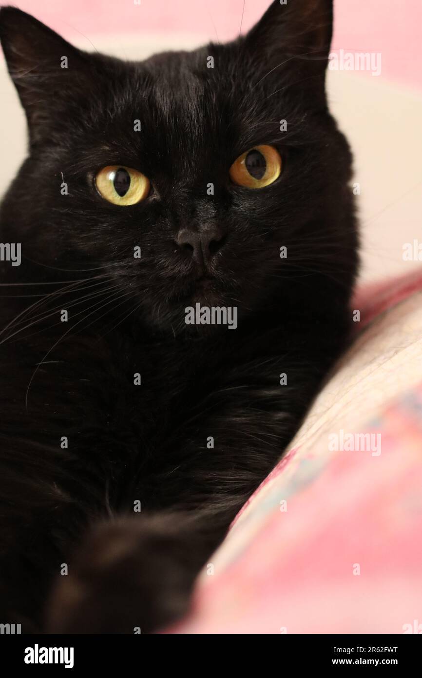 foto di un gatto nero che guarda da vicino la fotocamera Foto Stock