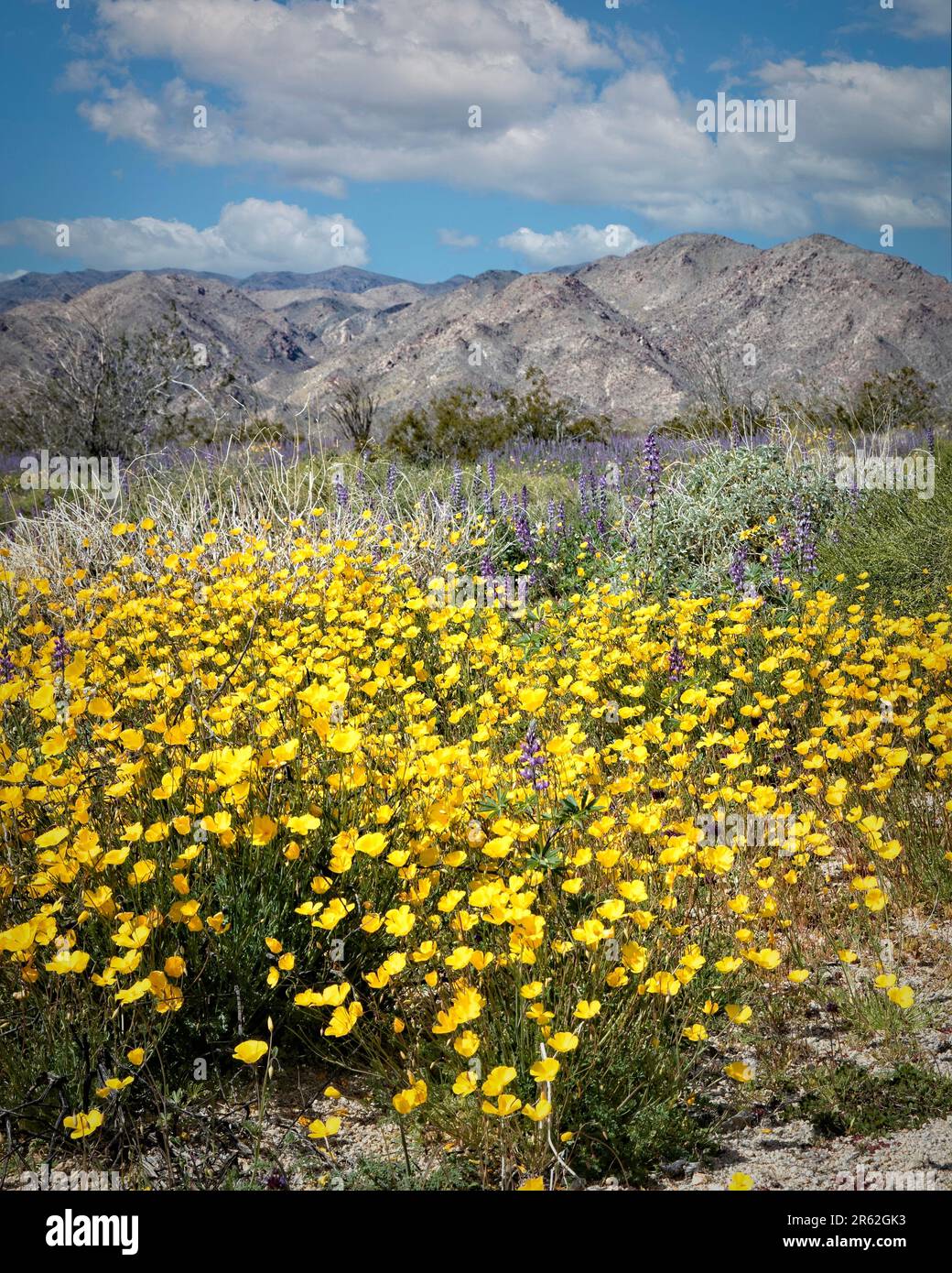 Wildflower fiorisce nelle alture più basse del Joshua Tree National Park, California. Foto Stock