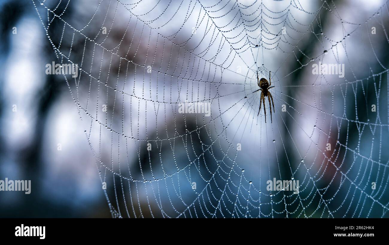 Ragno in una tela con trefoli coperti di goccioline di rugiada Foto Stock