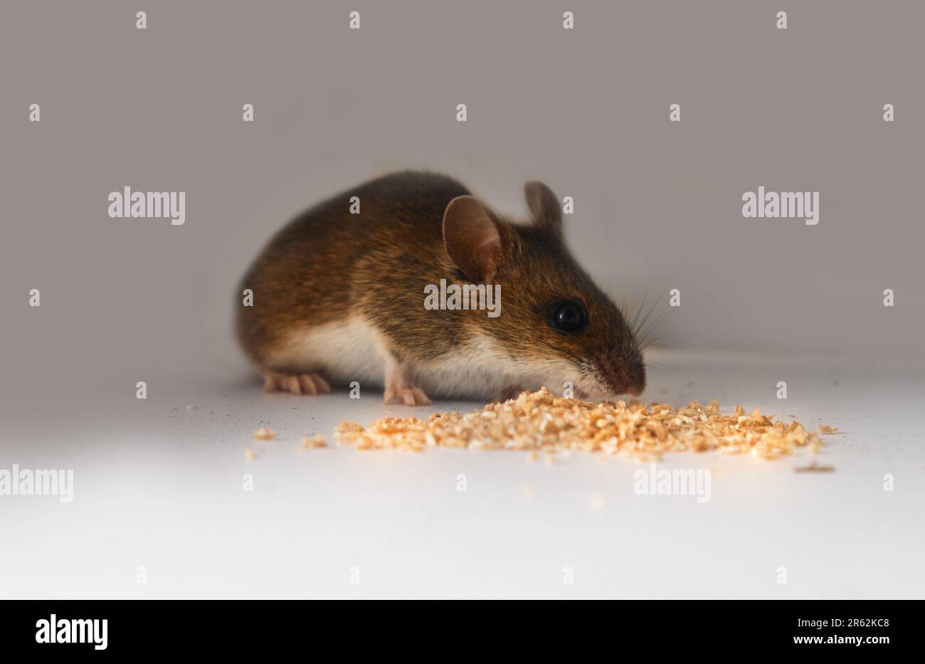 I topi sono noti parassiti dell'agricoltura e delle famiglie, agente trasmittente. Roditori danneggiano i grani, le verdure e le frutte su una scala voluminosa. Legno Mous Foto Stock