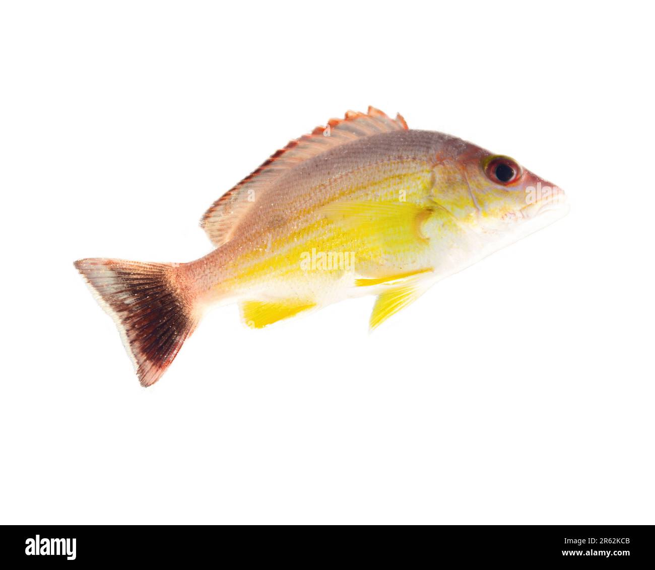 Pesce predatore giallo Lutjanus con strisce arancioni e pinne (come il cichlid) dallo Sri Lanka, pesci d'oro isolati su uno sfondo bianco Foto Stock