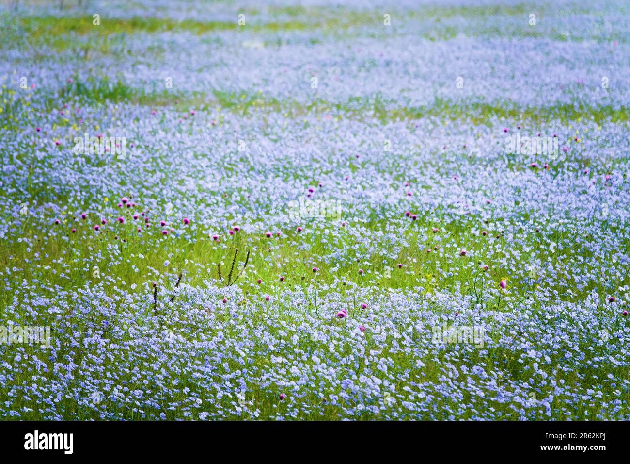 Deposito steppa. L'emergere di campi di lino selvatico (Linum usitatissimum). Regione del Mar Nero Foto Stock