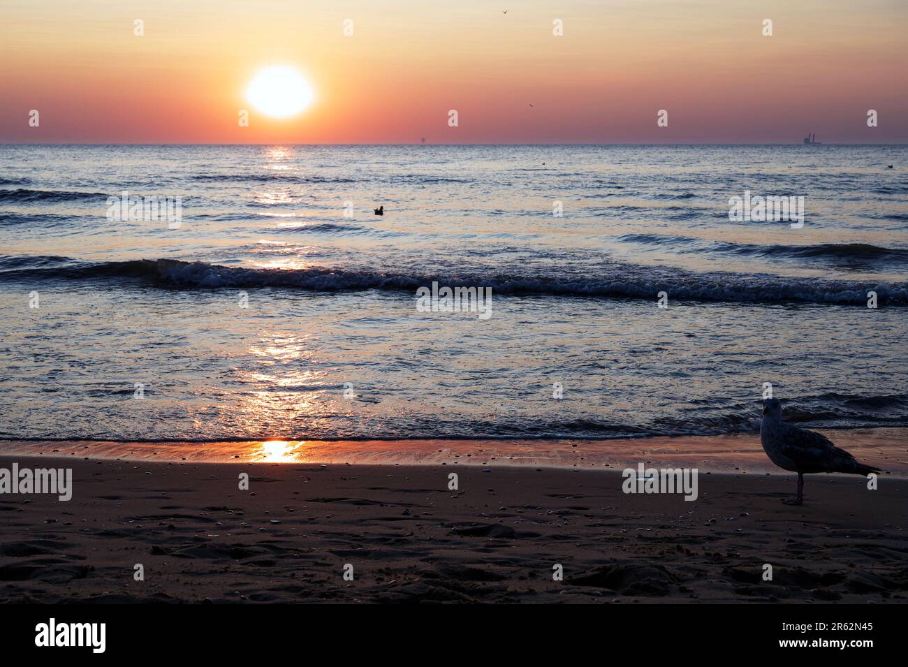 Un gabbiano cammina lungo la costa di una spiaggia tropicale al tramonto, con un cielo arancione e rosa luminoso sullo sfondo Foto Stock