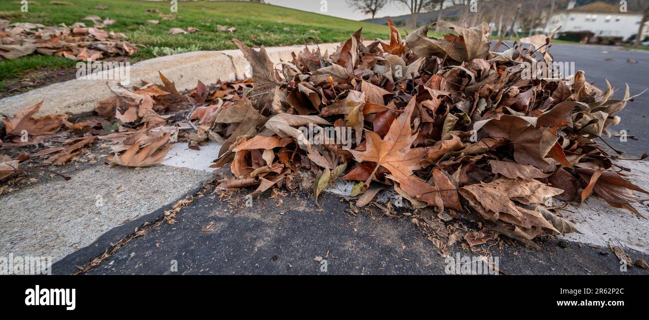 Un'immagine di un mucchio di colorate foglie autunnali sparse su una strada Foto Stock
