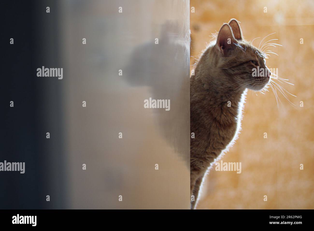 Un gatto peering intorno all'angolo di un muro, guardando curioso e allerta Foto Stock